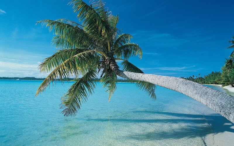 coconut palm on tropical beach