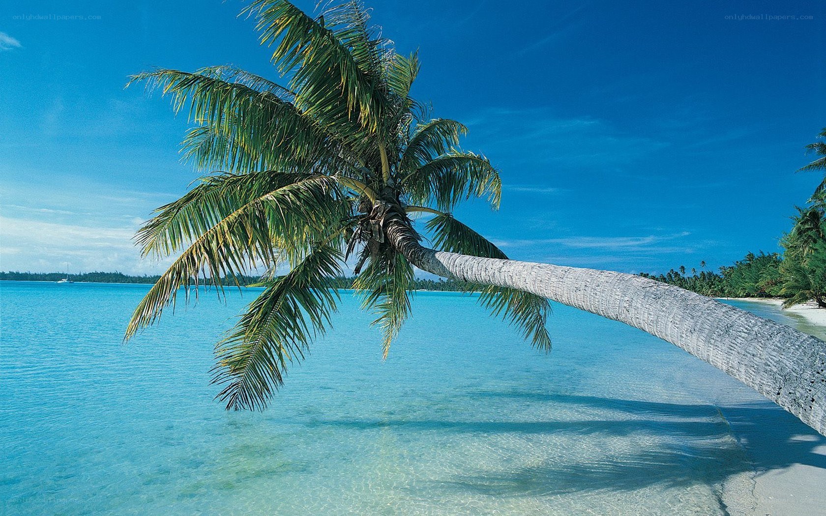 coconut palm on tropical beach