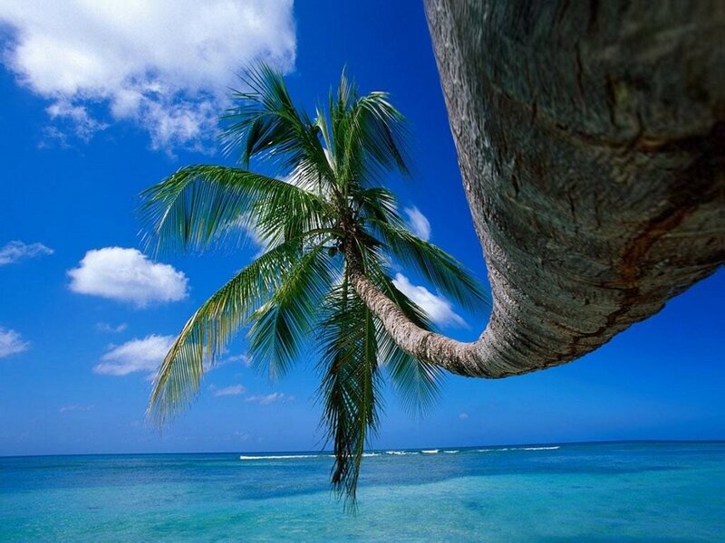 Coconut Palm Tree — Afternoon