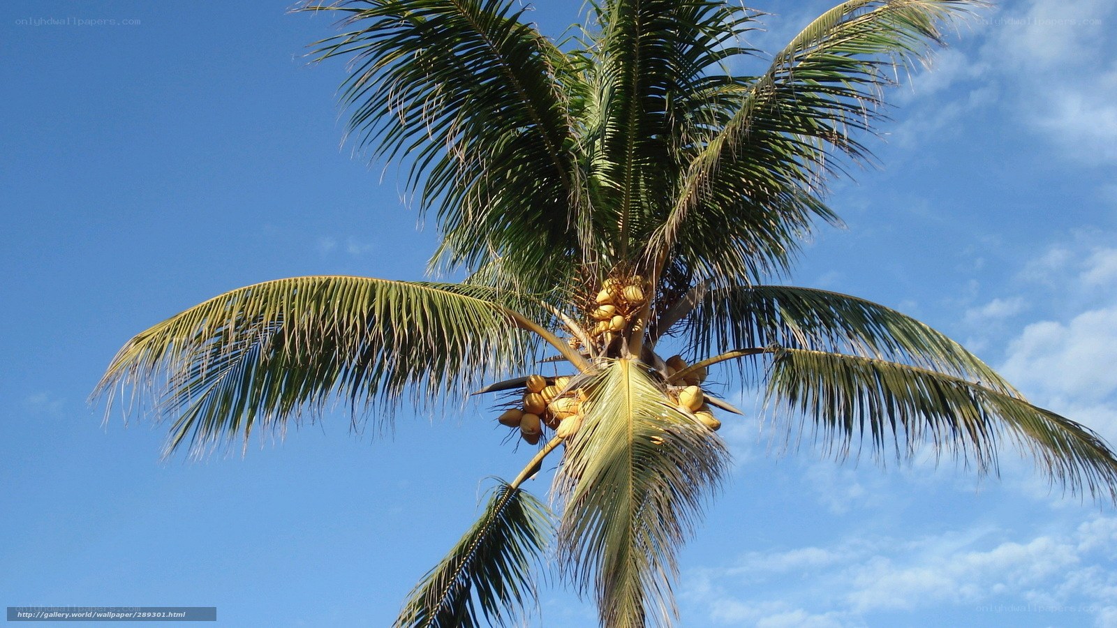 Coconut palm tree against blue sky