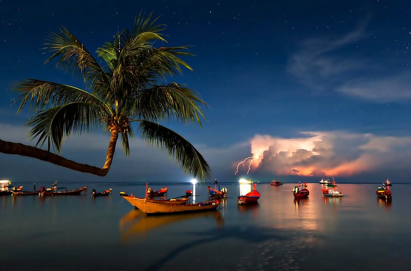 Coconut Palm Tree at Night — Blue