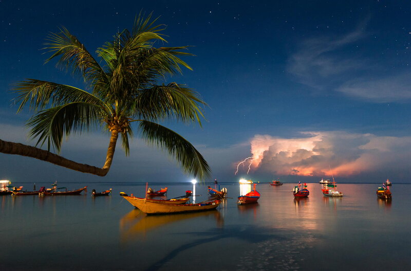 Coconut Palm Tree at Night