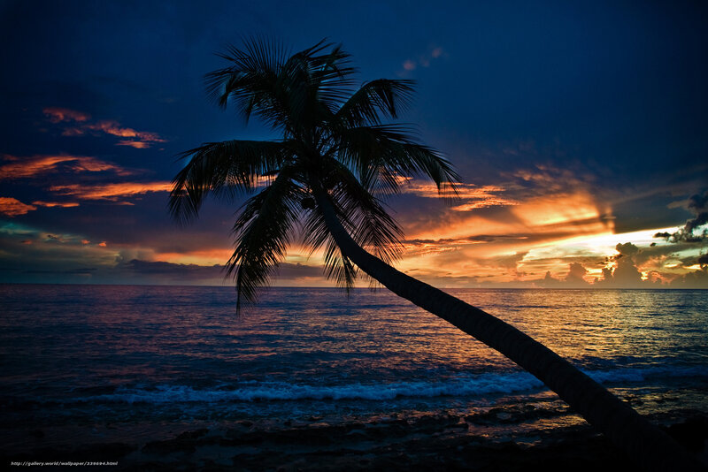 Coconut Palm Tree — Blue, Dramatic, Sunset
