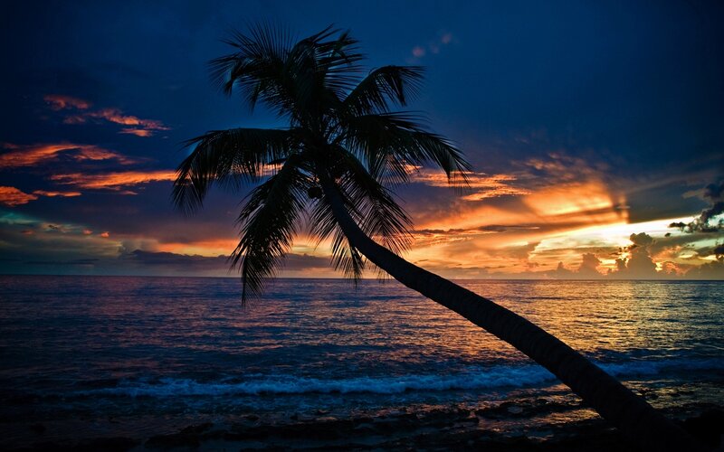 Coconut Palm Tree — Blue, Dramatic