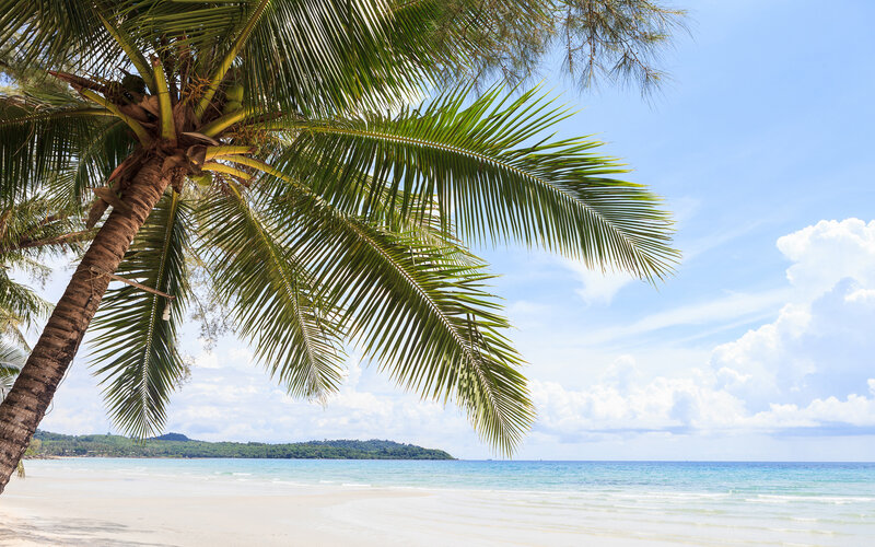 Coconut Palm Tree — Blue, Serene, Afternoon, Photograph, Beach, Ocean, Island