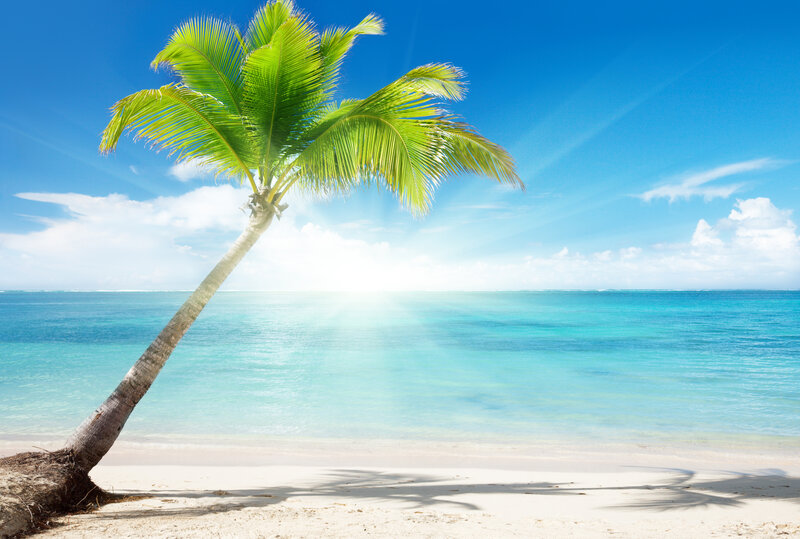Coconut Palm Tree — Blue, Serene, Afternoon, Photograph, Beach