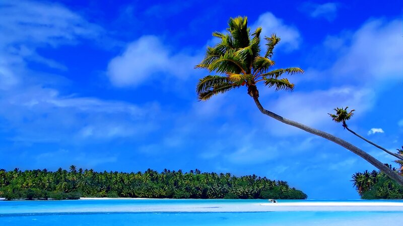 Coconut Palm Tree — Blue, Serene, Afternoon, Photograph, Island