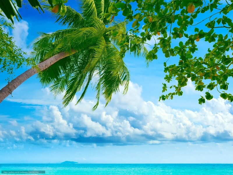 Coconut Palm Tree — Blue, Serene, Afternoon, Photograph, Ocean, Clouds