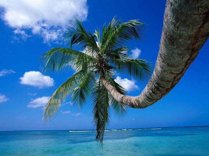 Coconut Palm Tree — Blue, Serene, Afternoon, Photograph, Ocean, Sky, Clouds, Green