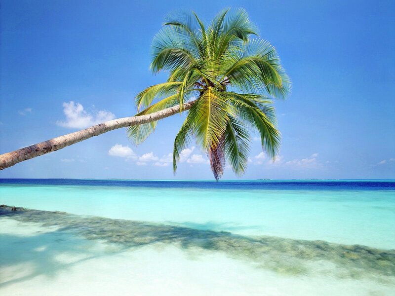 Coconut Palm Tree — Blue, Serene, Afternoon, Photograph, Ocean, Sky, Sand, Green, White