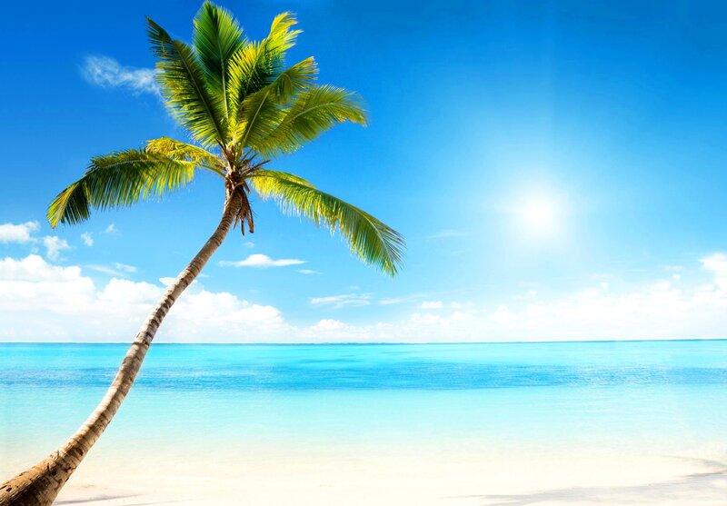 Coconut Palm Tree — Blue, Serene, Afternoon, Photograph, Ocean, Sky, Sand
