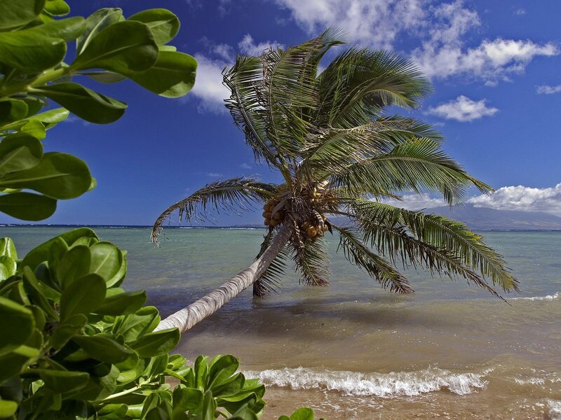 Coconut Palm Tree — Blue, Serene, Afternoon, Photograph, Ocean, Sky, Waves, Green