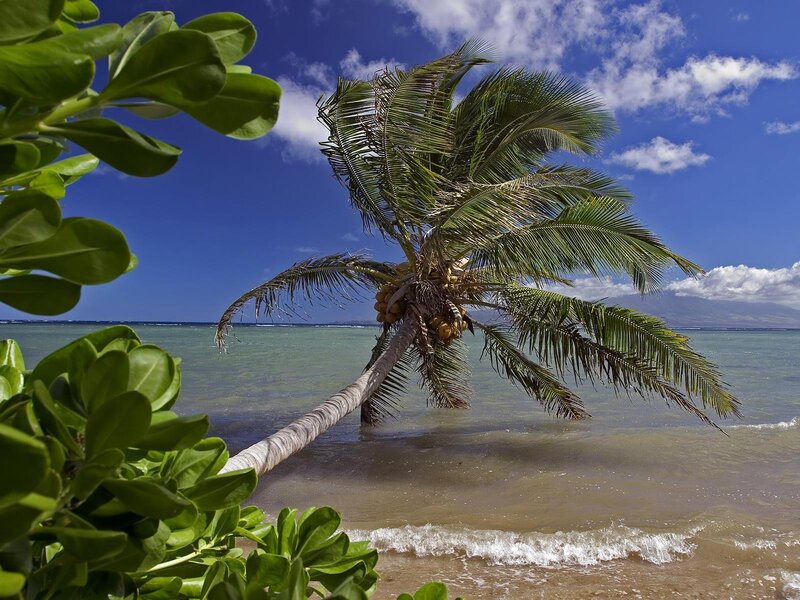 Coconut Palm Tree — Blue, Serene, Afternoon, Photograph, Ocean