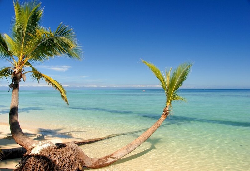 Coconut Palm Tree — Blue, Serene, Afternoon, Photograph, Palm Tree