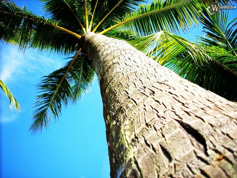 Coconut Palm Tree — Blue, Serene, Afternoon, Photograph, Sky, Leaves, Green