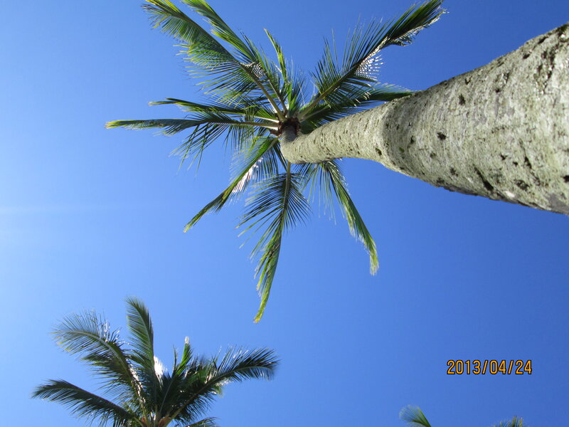 Coconut Palm Tree — Blue, Serene, Afternoon, Photograph, Sky, Palm Fronds