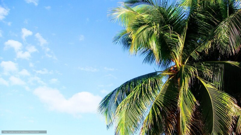 Coconut Palm Tree — Blue, Serene, Afternoon, Photograph, Sky