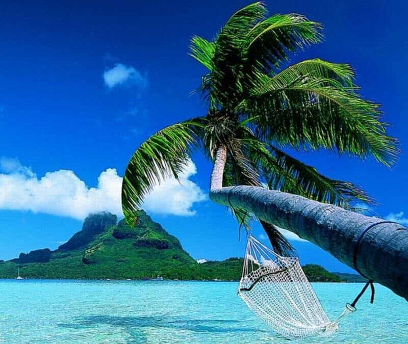 Coconut Palm Tree — Blue, Serene, Afternoon, Photograph