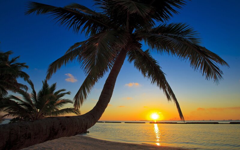 Coconut Palm Tree — Blue, Serene, Sunset
