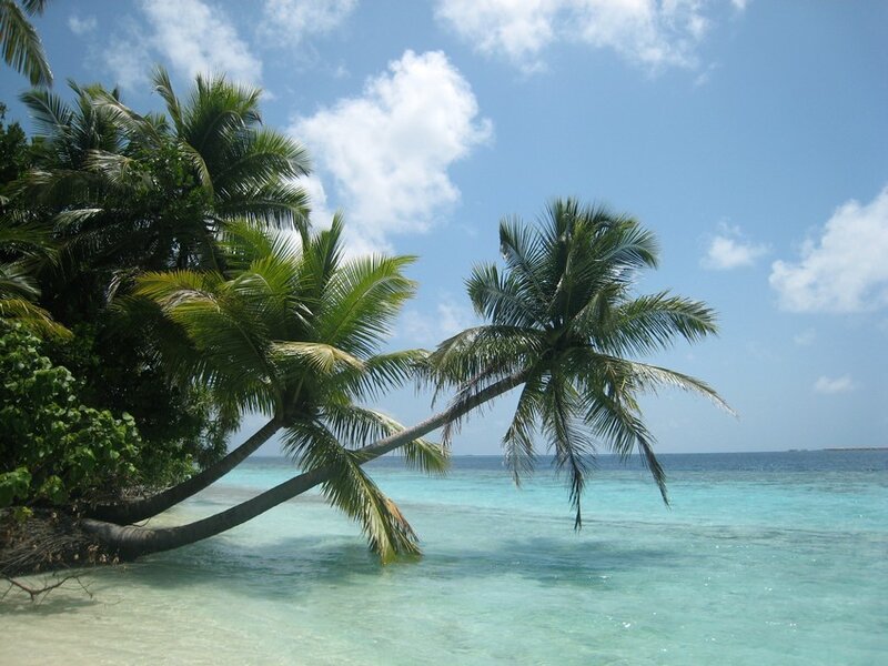 Coconut Palm Tree — Blue