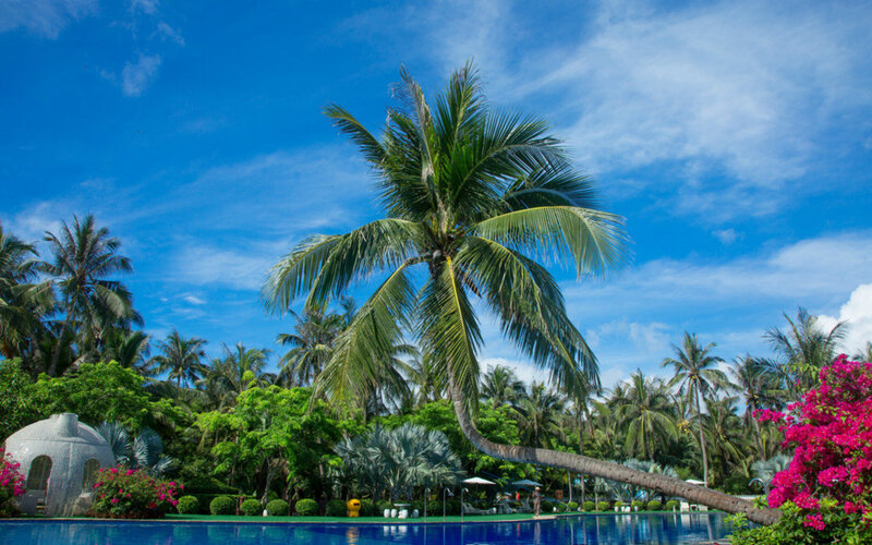 Coconut Palm Tree — Blue, Tropical, Afternoon