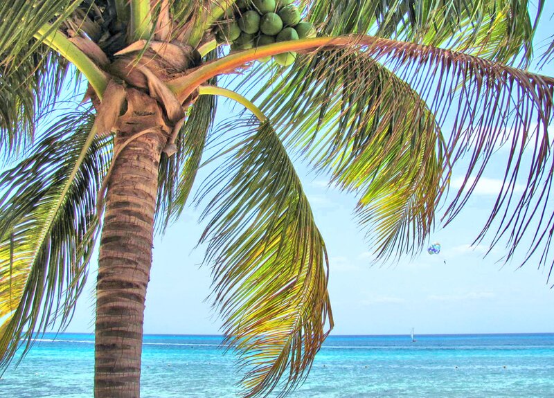 Coconut Palm Tree — Blue, Tropical