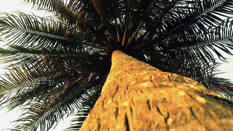 Coconut Palm Tree — Brown, Dramatic