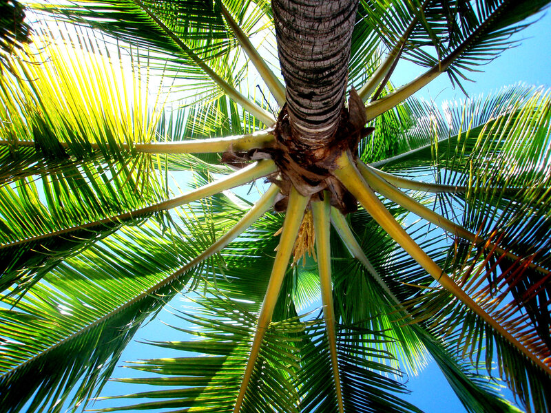 Coconut Palm Tree — Green, Bright, Afternoon