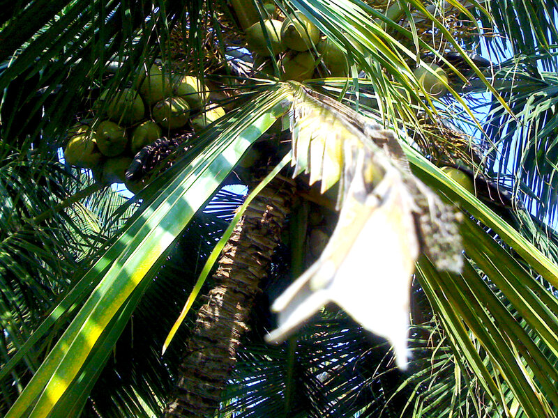 Coconut Palm Tree — Green, Bright