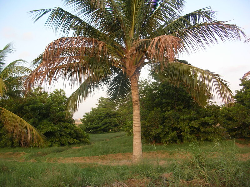 Coconut Palm Tree — Green, Calm