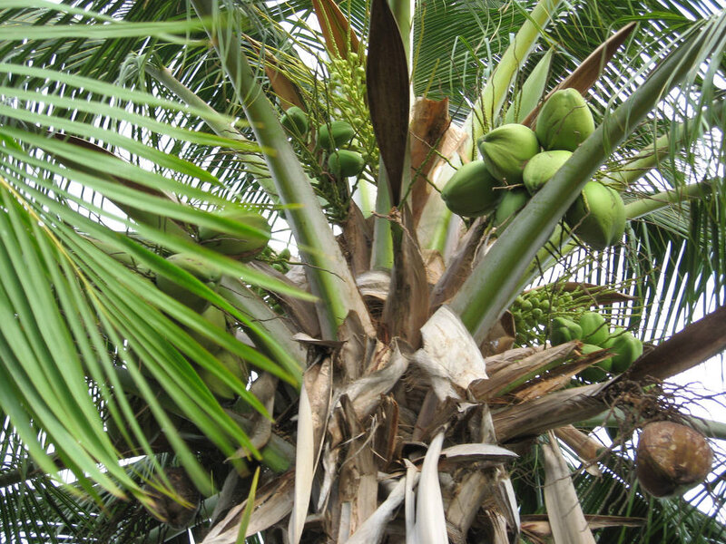 Coconut Palm Tree — Green, Natural