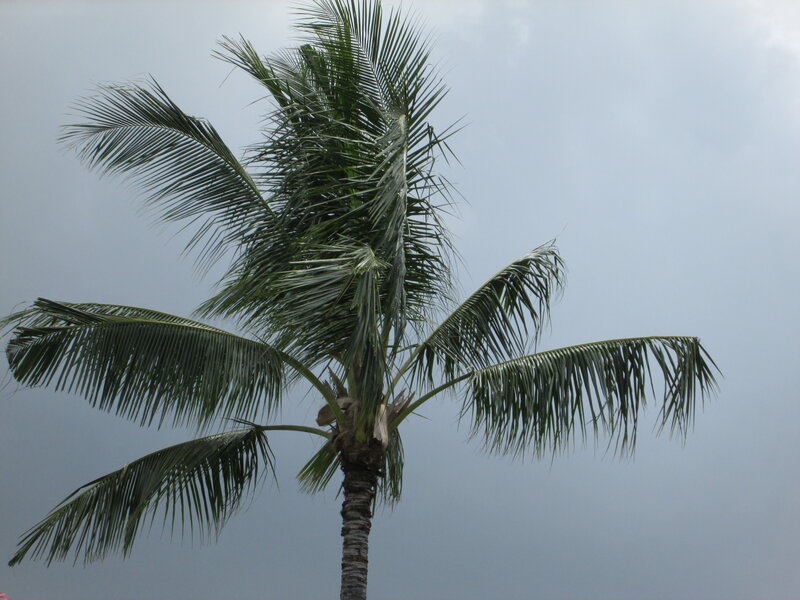 Coconut Palm Tree — Green, Overcast