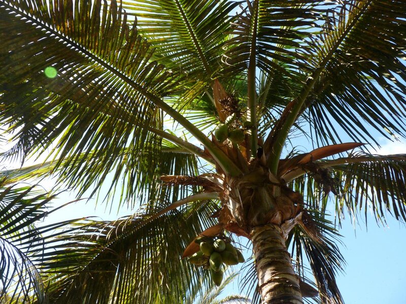 Coconut Palm Tree — Green, Serene, Afternoon, Photograph, Coconuts