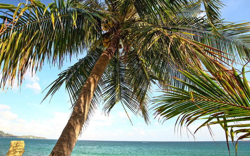 Coconut Palm Tree — Green, Serene, Afternoon, Photograph