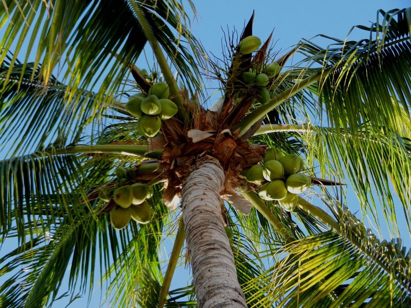 Coconut Palm Tree — Green, Serene, Afternoon