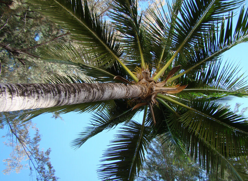 Coconut Palm Tree — Green, Serene
