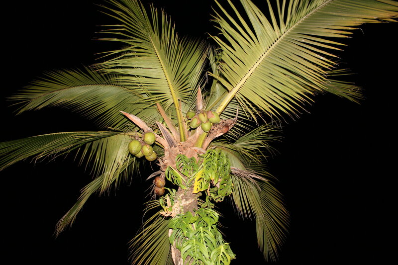 Coconut Palm Tree — Green