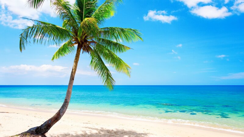 Coconut Palm Tree on Beach