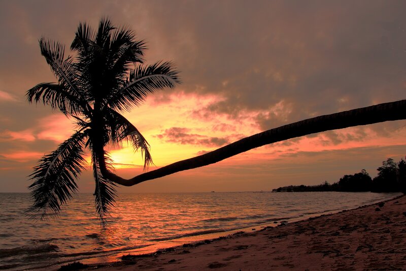 Coconut Palm Tree — Orange