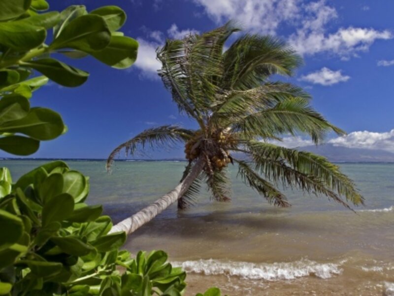 Coconut Palm Tree — Serene