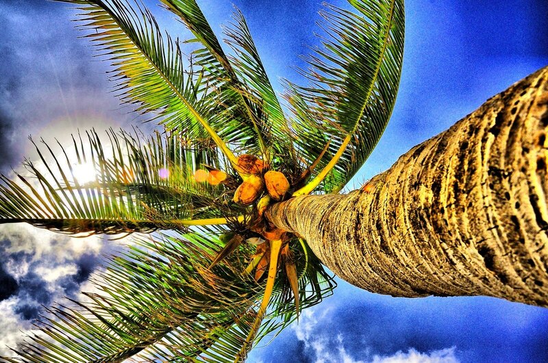 Coconut Palm Tree