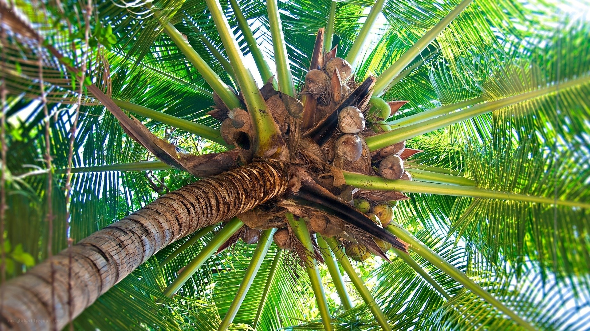 Coconut palm tree top view