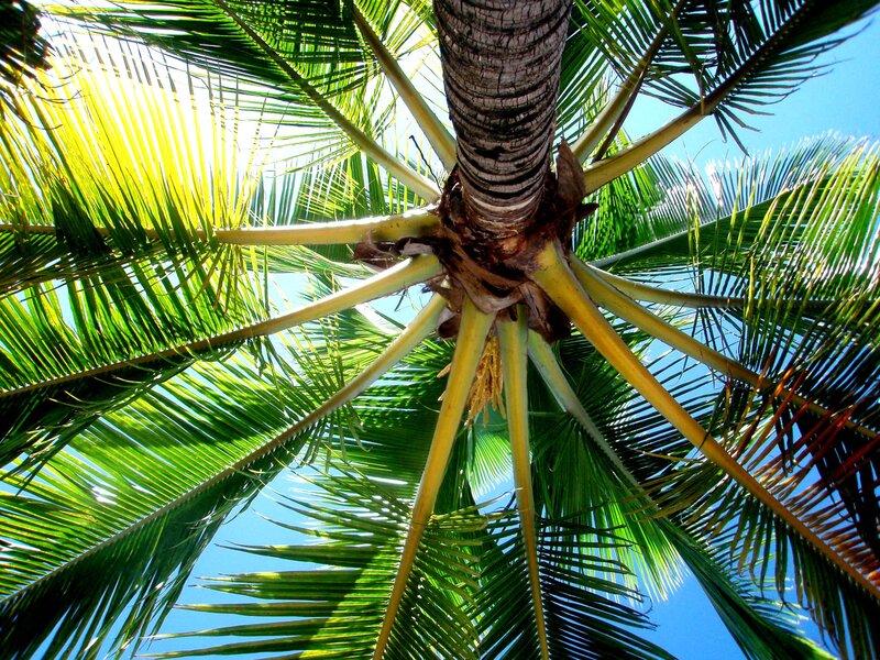 coconut palm tree view