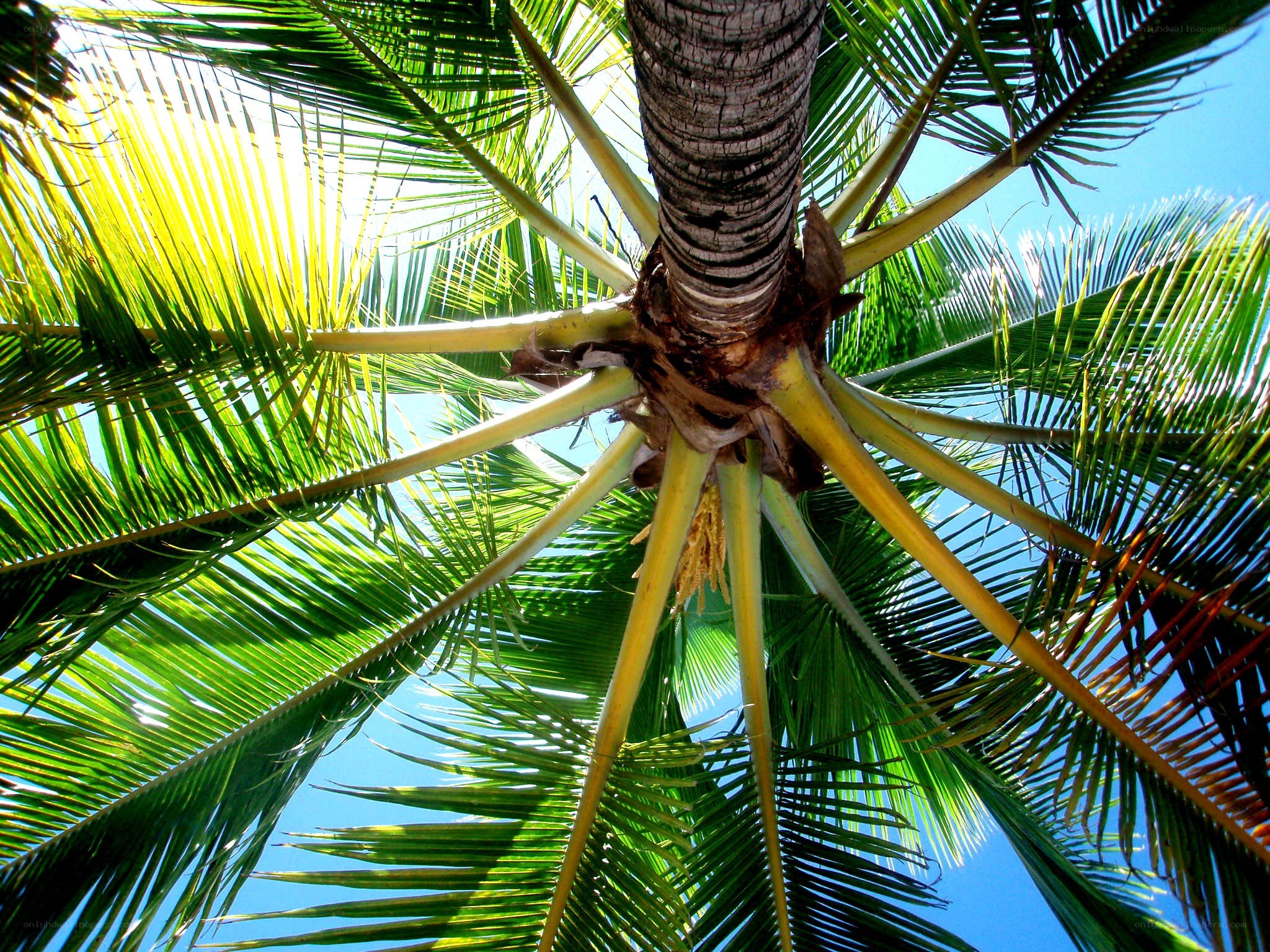 coconut palm tree view