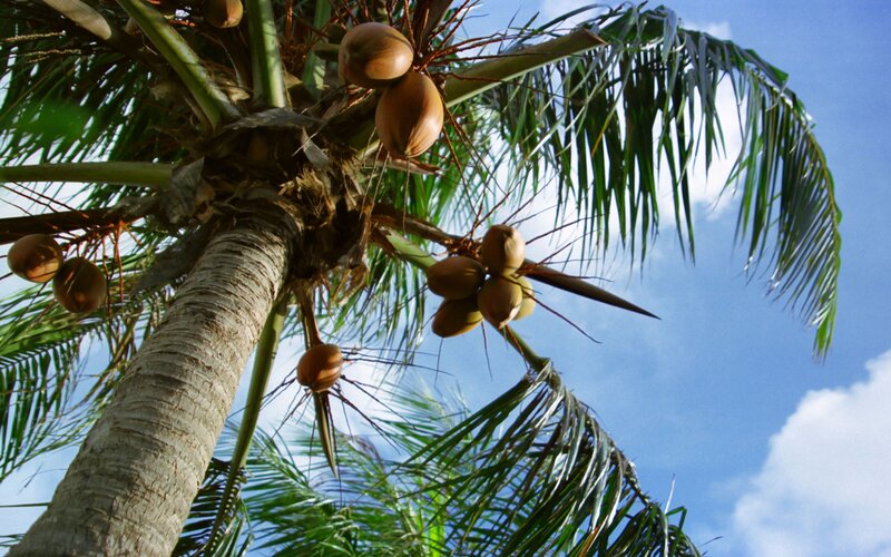 Coconut palm tree with fruit
