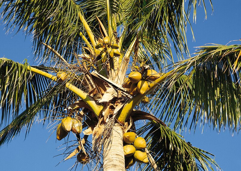 Coconut palm tree with fruit