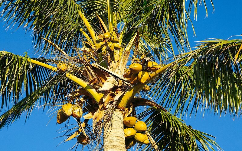 Coconut palm tree with fruit