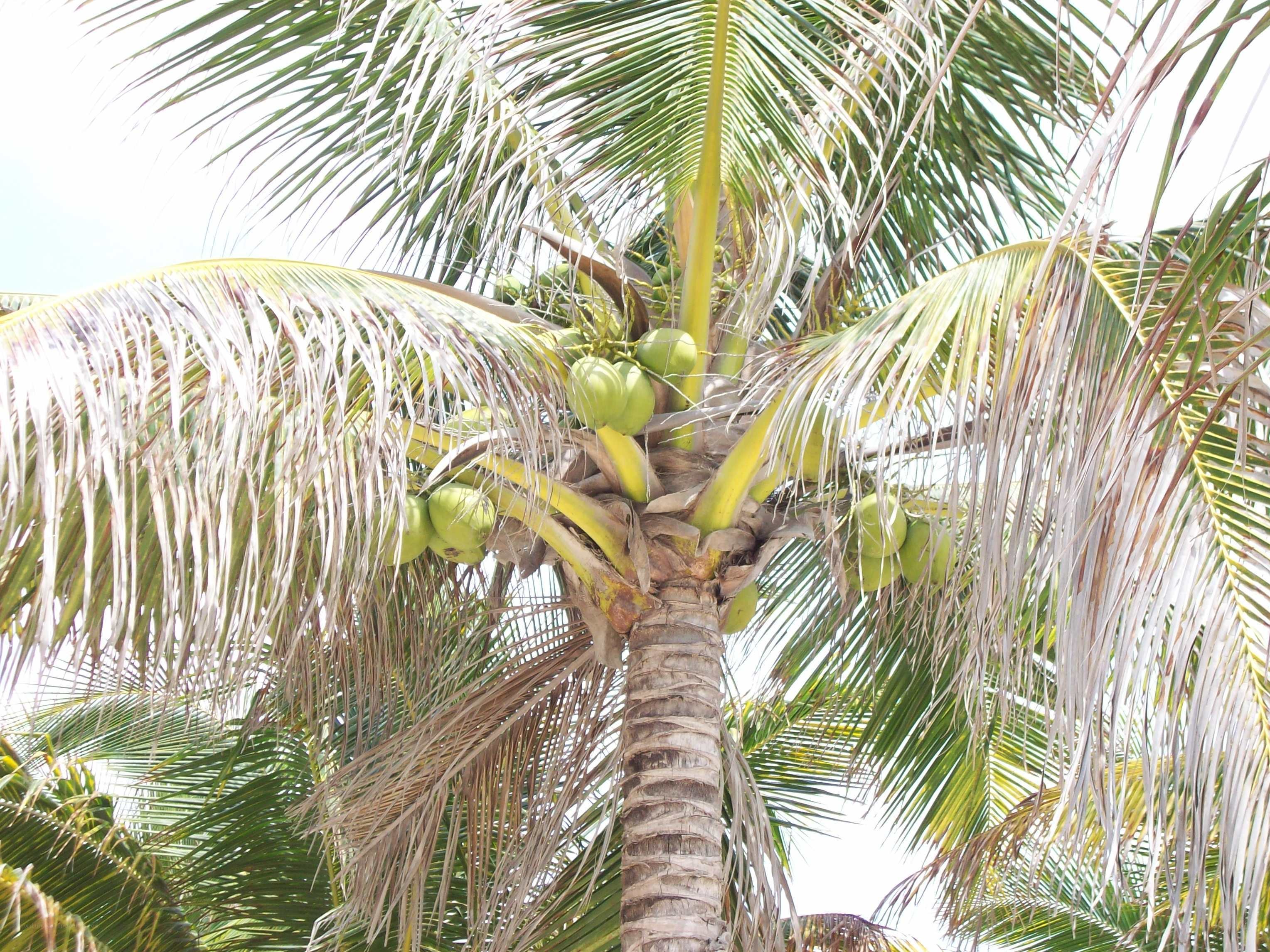 coconut palm tree with green coconuts