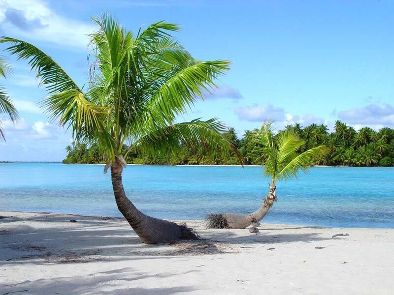 Coconut Palm Trees — Blue, Serene, Afternoon, Photograph, Beach, Ocean, Island