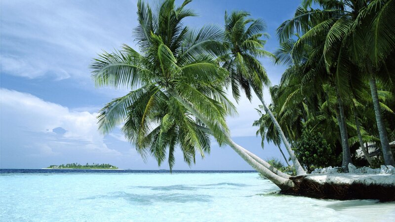 Coconut Palm Trees — Blue, Serene, Afternoon, Photograph, Ocean, Island, Sky